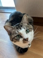 chiko