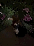りり