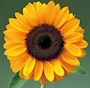 涼夏🌻