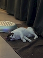 chiko
