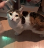 chiko