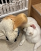 プロフィール写真2・あきら|WIT・ウィット - 浅草・田原町のガールズバー