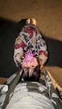 chiko