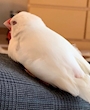 新着ブログ 🐔文鳥🐔