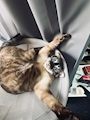chiko