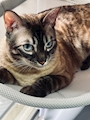 chiko