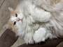 新着ブログ 今日のにゃんこ～🐱