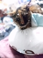 chiko