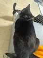 chiko