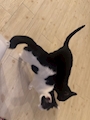 chiko