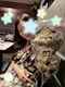 プロフィール写真2・ひまり|club Valletta・ヴァレッタ - 王子のキャバクラ