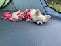 chiko