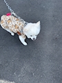 chiko