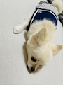 chiko