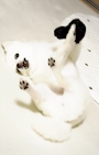 chiko