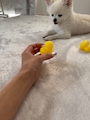 chiko