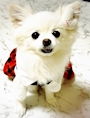 chiko
