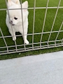 chiko