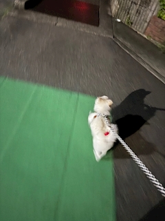 ゆうこママ❤️ココ🐶🐶⸒⸒♡
