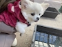 chiko