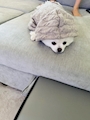 chiko