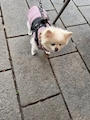 chiko