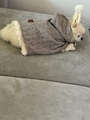 chiko