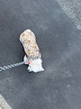 chiko