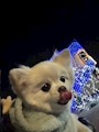 chiko