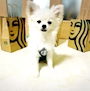 chiko
