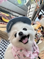 chiko