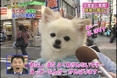 ゆうこママ❤️ココ🐶🐶⸒⸒♡