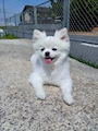 chiko