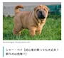 chiko