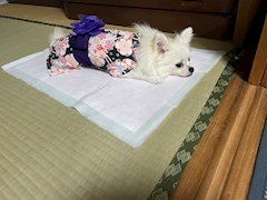 プロフィール写真13・ゆうこママ❤️ココ｜北名古屋 スナック・パルフェ