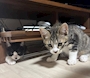 新着ブログ にゃんこ