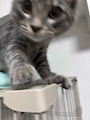りん