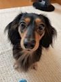 chiko