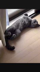 新着ブログ 吾輩は猫である