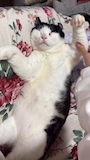 新着ブログ 今日も🐈愛
