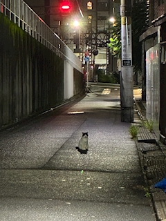 ちほ
