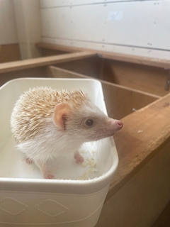 なな