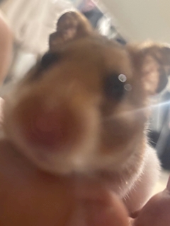 なな