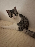 やよい