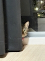chiko