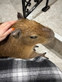 chiko
