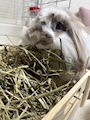 chiko