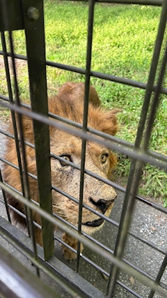 蓮美　あや