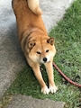 chiko