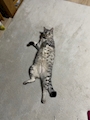 chiko